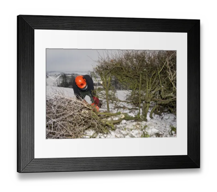 Framed Print : Farmer repairing old hedge in snow, cutting out old growth and relaying branches to make field boundry, Cumbria, England, december