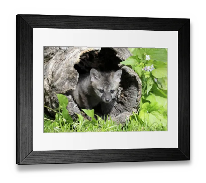 Framed Print : Grey Fox (Urocyon cinereoargenteus) nine-weeks old cub, in hollow log, Montana, U. S. A. june (captive) Framed Print : Grey Fox (Urocyon cinereoargenteus) nine-weeks old cub, in hollow log, Montana, U. S. A. june (captive)