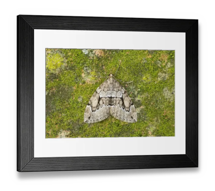 Framed Print : Grey Pine Carpet (Thera obeliscata) adult, Essex, England Framed Print : Grey Pine Carpet (Thera obeliscata) adult, Essex, England