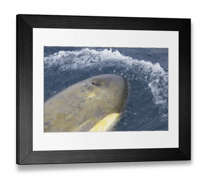 Framed Print : Killer Whale (Orcinus orca) adult, close-up of head, breaking surface of sea, Antarctic Peninsula, Antarctica Framed Print : Killer Whale (Orcinus orca) adult, close-up of head, breaking surface of sea, Antarctic Peninsula, Antarctica
