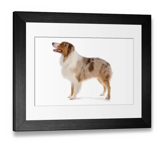Framed Print : Domestic Dog, Australian Shepherd Dog, adult female, standing Framed Print : Domestic Dog, Australian Shepherd Dog, adult female, standing
