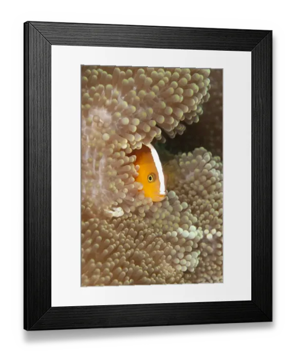 Framed Print : Orange Skunk Anemonefish (Amphiprion sandaracinos) adult, sheltering in anemone, Sipadan Island, Sabah, Borneo, Malaysia Framed Print : Orange Skunk Anemonefish (Amphiprion sandaracinos) adult, sheltering in anemone, Sipadan Island, Sabah, Borneo, Malaysia