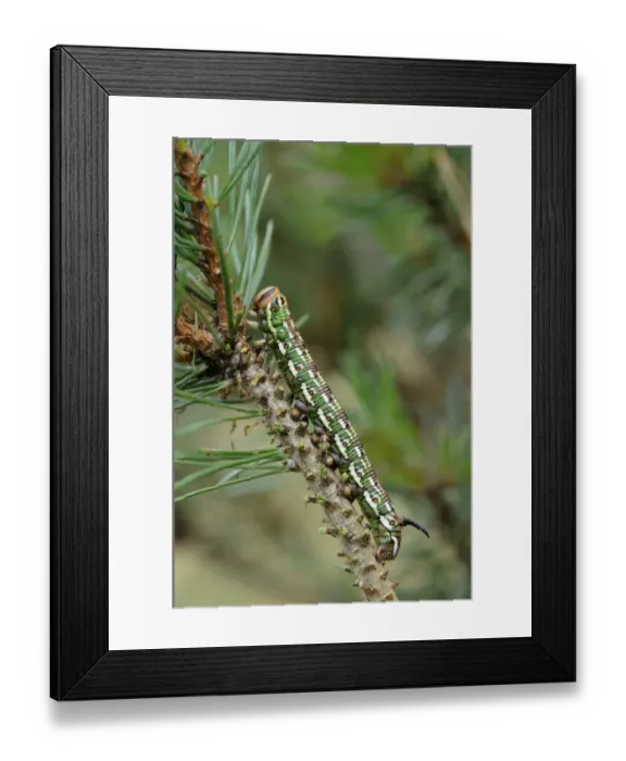 Framed Print : Pine Hawkmoth (Hyloicus pinastri) fully grown larva, feeding on Scots Pine (Pinus sylvestris) Framed Print : Pine Hawkmoth (Hyloicus pinastri) fully grown larva, feeding on Scots Pine (Pinus sylvestris)