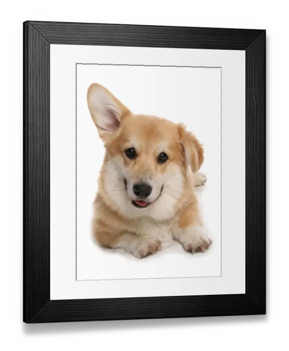 Framed Print : Domestic Dog, Pembroke Welsh Corgi, adult, with one ear up, laying Framed Print : Domestic Dog, Pembroke Welsh Corgi, adult, with one ear up, laying