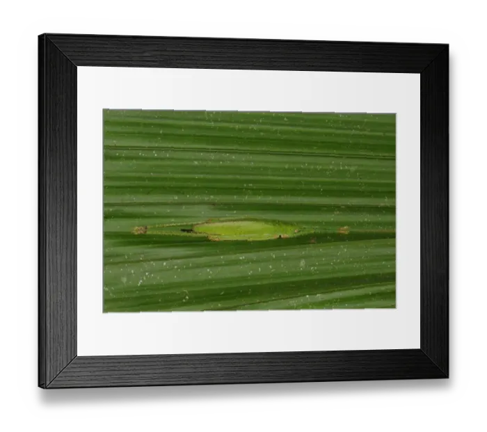 Framed Print : Pyrgomorph Grasshopper (Omura sp. ) adult, resting on underside of leaf, Yasuni N. P. Amazon, Ecuador Framed Print : Pyrgomorph Grasshopper (Omura sp. ) adult, resting on underside of leaf, Yasuni N. P. Amazon, Ecuador
