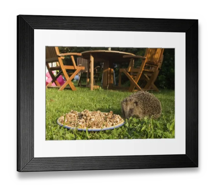 Framed Print : European Hedgehog (Erinaceus europaeus) adult, feeding on plate of food, near furniture on garden lawn, Norfolk, England, summer Framed Print : European Hedgehog (Erinaceus europaeus) adult, feeding on plate of food, near furniture on garden lawn, Norfolk, England, summer