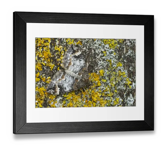 Framed Print : Common Marbled Carpet (Chloroclysta truncata) adult, camouflaged on lichen, Essex, England Framed Print : Common Marbled Carpet (Chloroclysta truncata) adult, camouflaged on lichen, Essex, England