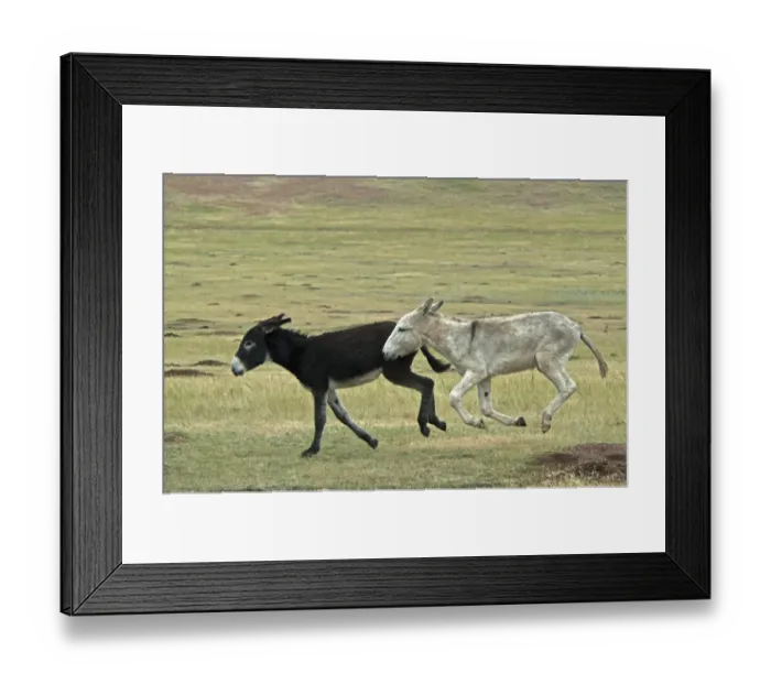 Framed Print : Donkey, Wild Burro feral adults, two running in prairie, Custer State Park, Black Hills, South Dakota, U. S. A. september Framed Print : Donkey, Wild Burro feral adults, two running in prairie, Custer State Park, Black Hills, South Dakota, U. S. A. september