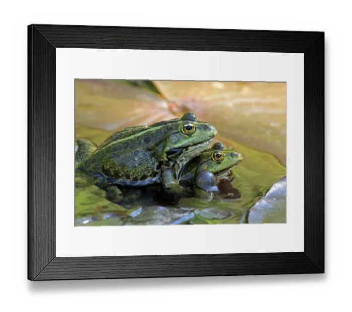 Framed Print : Edible Frog (Pelophylax kl. esculentus) two adult males, in mating trial, on waterlily leaves in water, Luisenpark, Mannheim, Baden-Wurttemberg, Germany Framed Print : Edible Frog (Pelophylax kl. esculentus) two adult males, in mating trial, on waterlily leaves in water, Luisenpark, Mannheim, Baden-Wurttemberg, Germany