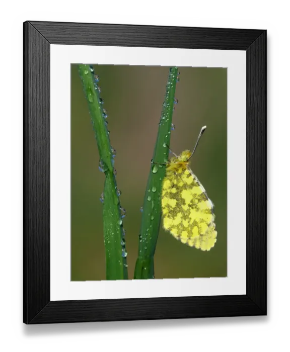 Framed Print : Eastern Orange-tip (Anthocharis damone) adult female, roosting on grass with morning dew, Peloponesos, Southern Greece, april Framed Print : Eastern Orange-tip (Anthocharis damone) adult female, roosting on grass with morning dew, Peloponesos, Southern Greece, april