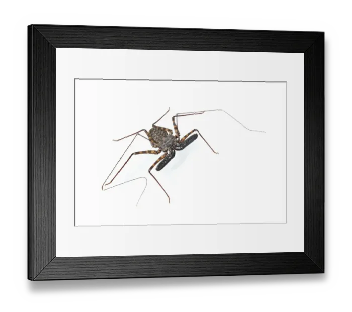 Framed Print : Tanzanian Giant Tailless Whip Scorpion (Damon diadema) adult Framed Print : Tanzanian Giant Tailless Whip Scorpion (Damon diadema) adult