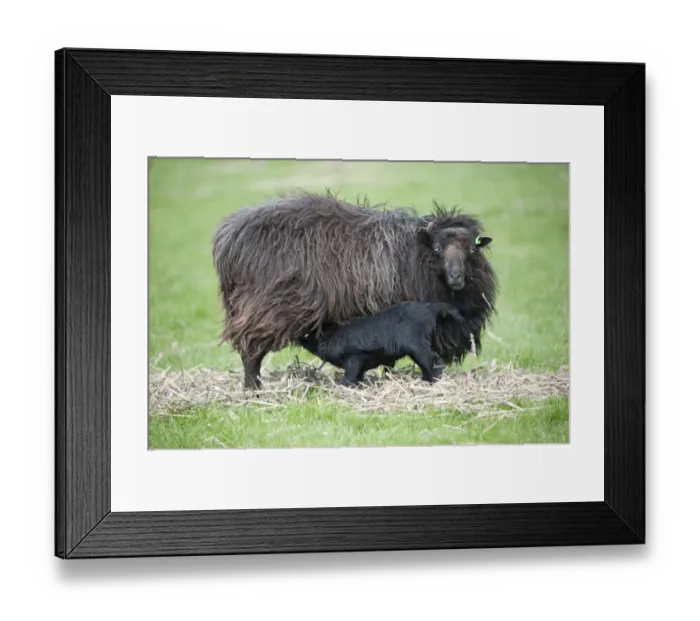 Framed Print : Domestic Sheep, Ouessant ewe with lamb suckling, standing in pasture, Chipping, Lancashire, England, may