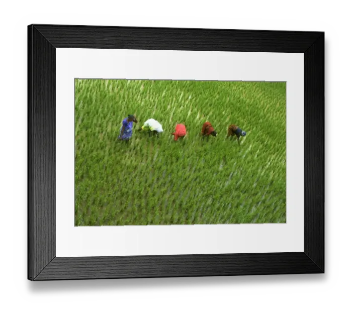 Framed Print : Rice (Oryza sativa) crop, woman pulling weeds from paddyfield, Kanyakumari, Tamil Nadu, India