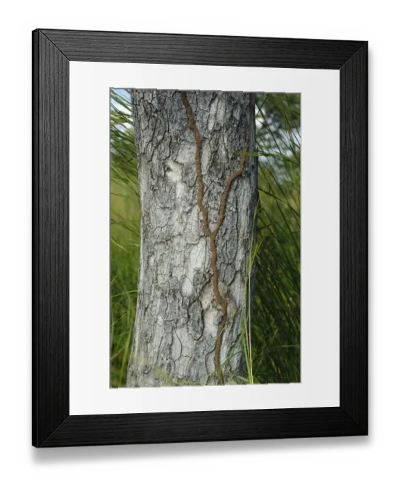 Framed Print : Termite (Isoptera sp. ) tunnels made of sand, on Marula Tree (Sclerocarya birrea) trunk, Kruger N. P. Mpumalanga, South Africa Framed Print : Termite (Isoptera sp. ) tunnels made of sand, on Marula Tree (Sclerocarya birrea) trunk, Kruger N. P. Mpumalanga, South Africa