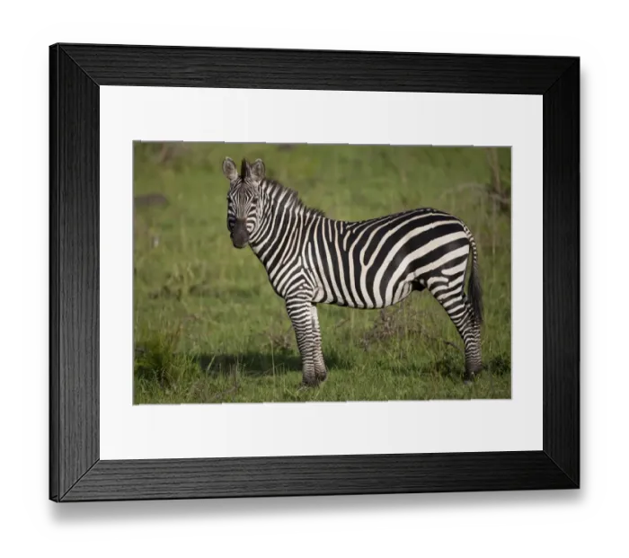 Framed Print : Common Zebra (Equus quagga) adult, standing in savannah, Lake Mburo N. P. Uganda Framed Print : Common Zebra (Equus quagga) adult, standing in savannah, Lake Mburo N. P. Uganda
