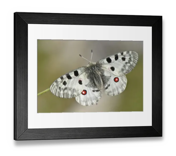 Framed Print : Apollo Butterfly (Parnassius apollo) adult, Ligurian Alps, Liguria, Italy, july