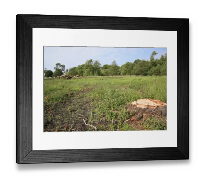 Framed Print : Tree clearance and log piles on recently purchased land for fen habitat restoration project, Little Ouse Headwaters Project, Webb's Fen, Thelnetham, Little Ouse Valley, Suffolk, England, june Framed Print : Tree clearance and log piles on recently purchased land for fen habitat restoration project, Little Ouse Headwaters Project, Webb's Fen, Thelnetham, Little Ouse Valley, Suffolk, England, june