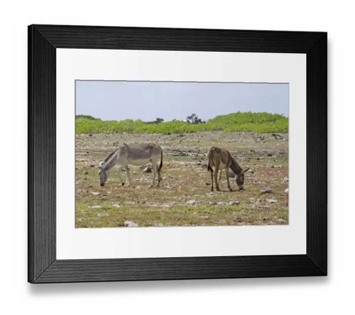 Framed Print : Donkey, two feral adults, grazing, Bonaire, Leeward Antilles, Lesser Antilles, Caribbean
