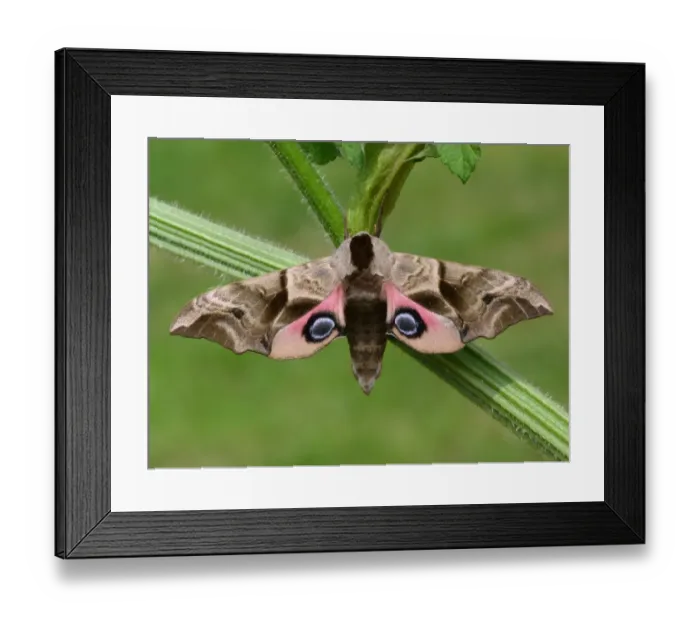 Framed Print : Eyed Hawkmoth (Smerinthus ocellata) adult, resting on umbellifer stem, Leicestershire, England, may Framed Print : Eyed Hawkmoth (Smerinthus ocellata) adult, resting on umbellifer stem, Leicestershire, England, may