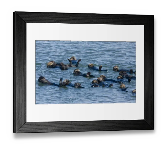 Framed Print : Sea Otter (Enhydra lutris) group, resting at surface of sea, Pacific Ocean, Southern California, U. S. A. november