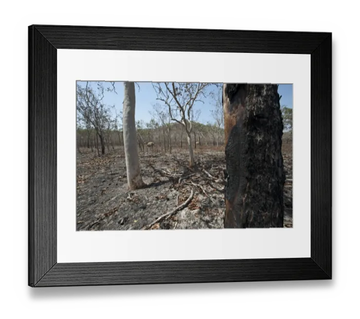 Framed Print : Scorched woodland habitat after bush fire, near Cairns, Queensland, Australia Framed Print : Scorched woodland habitat after bush fire, near Cairns, Queensland, Australia