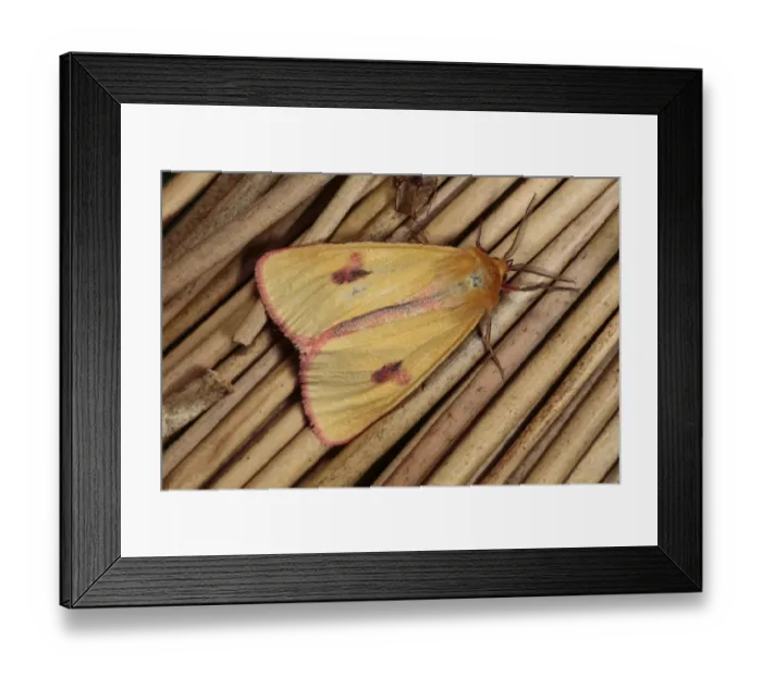 Framed Print : Clouded Buff (Diacrisia sannio) adult male, resting on stems, Powys, Wales, june Framed Print : Clouded Buff (Diacrisia sannio) adult male, resting on stems, Powys, Wales, june