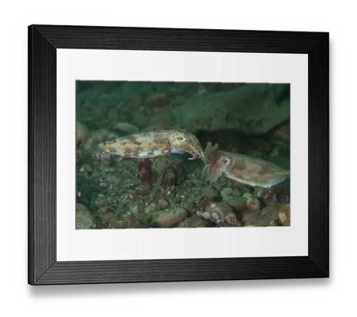 Framed Print : Broadclub Cuttlefish (Sepia latimanus) adult pair, mating, Ambon Island, Maluku Islands, Banda Sea, Indonesia Framed Print : Broadclub Cuttlefish (Sepia latimanus) adult pair, mating, Ambon Island, Maluku Islands, Banda Sea, Indonesia