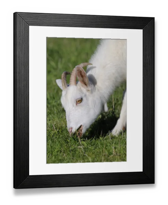Framed Print : Domestic Goat, adult, close-up of head, feeding on grass, Oxfordshire, England, october Framed Print : Domestic Goat, adult, close-up of head, feeding on grass, Oxfordshire, England, october