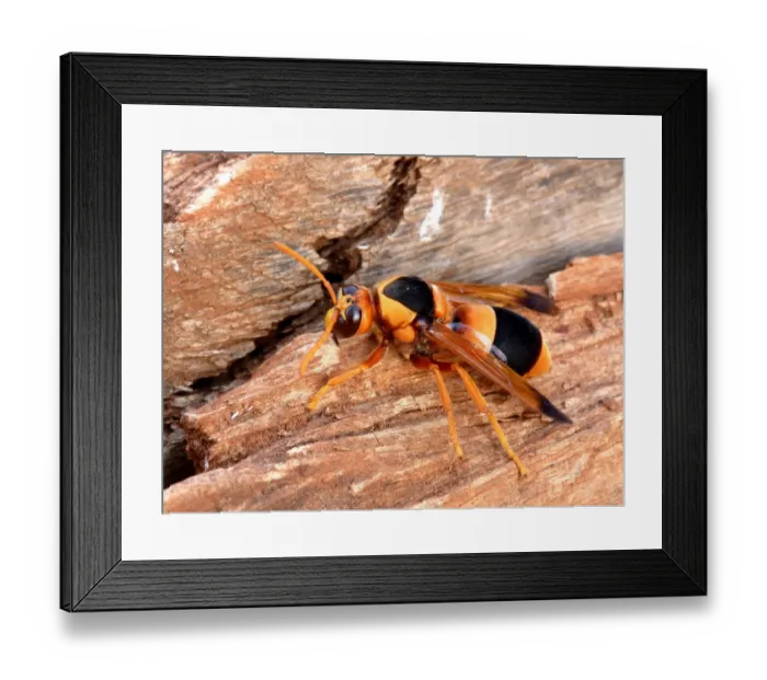 Framed Print : Australian Hornet (Abispa ephippium) adult, resting on dead wood, Northern Territory, Australia, september Framed Print : Australian Hornet (Abispa ephippium) adult, resting on dead wood, Northern Territory, Australia, september