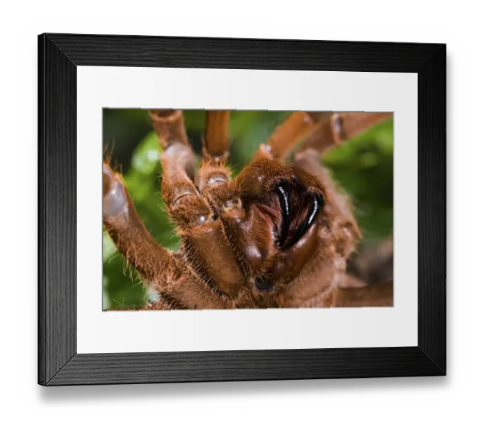 Framed Print : King Baboon Spider (Citharischius crawshayi) adult female, close-up of fangs (captive) Framed Print : King Baboon Spider (Citharischius crawshayi) adult female, close-up of fangs (captive)