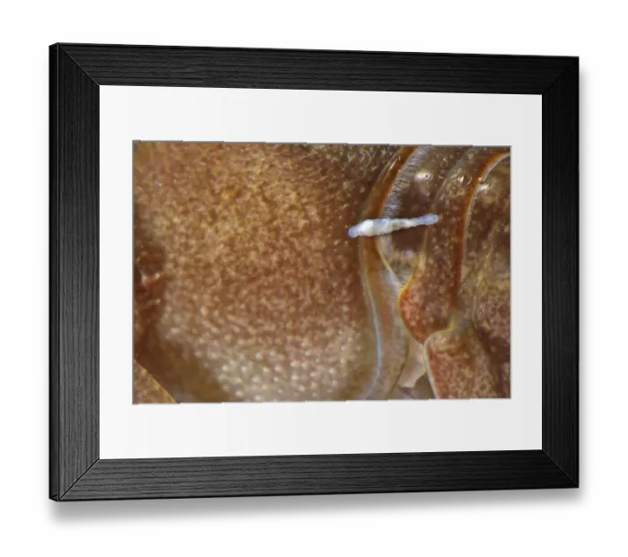 Framed Print : Leech (Hirudinea sp. ) adult, parasitizing Atlantic Stream Crayfish (Austropotamobius pallipes) underwater, Italy Framed Print : Leech (Hirudinea sp. ) adult, parasitizing Atlantic Stream Crayfish (Austropotamobius pallipes) underwater, Italy