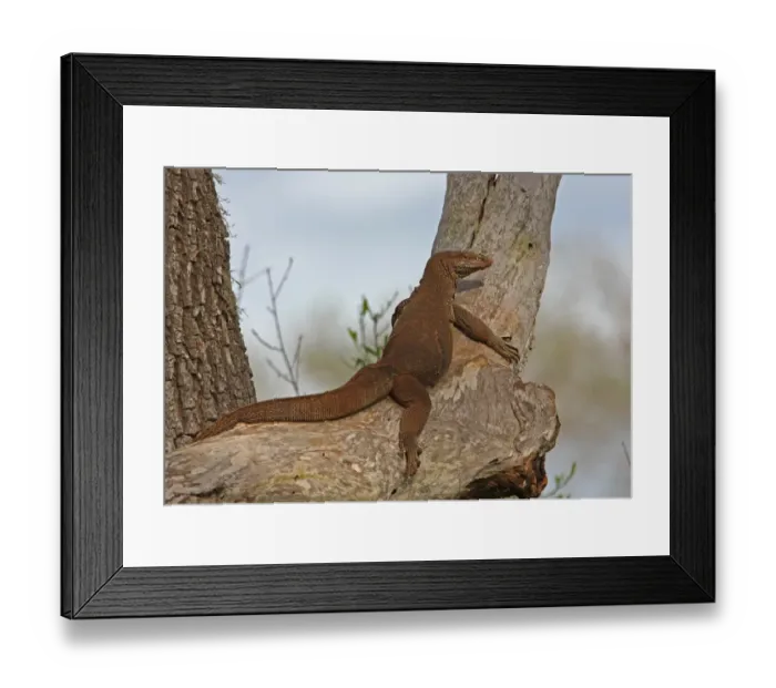 Framed Print : Bengal Monitor (Varanus bengalensis) adult, basking in tree, Bundala N. P. Sri Lanka, december Framed Print : Bengal Monitor (Varanus bengalensis) adult, basking in tree, Bundala N. P. Sri Lanka, december