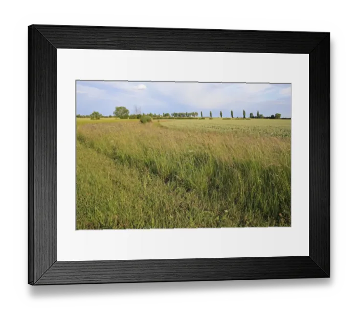 Framed Print : Conservation headland set-a-side strip with tall grass growing at edge of arable field, Bacton, Suffolk, England, june Framed Print : Conservation headland set-a-side strip with tall grass growing at edge of arable field, Bacton, Suffolk, England, june