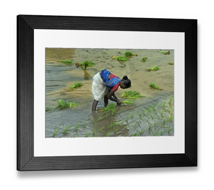Framed Print : Rice (Oryza sativa) crop, woman transplanting seedlings along line in paddyfield, Madurai, Tamil Nadu, India Framed Print : Rice (Oryza sativa) crop, woman transplanting seedlings along line in paddyfield, Madurai, Tamil Nadu, India