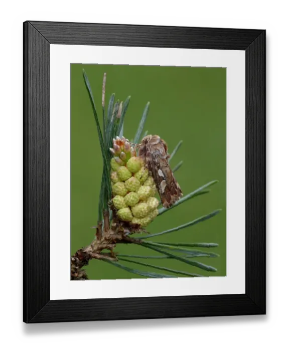 Framed Print : Pine Beauty Moth (Panolis flammea) adult, camouflaged on Scots Pine (Pinus sylvestris) buds, Leicestershire, England, may Framed Print : Pine Beauty Moth (Panolis flammea) adult, camouflaged on Scots Pine (Pinus sylvestris) buds, Leicestershire, England, may