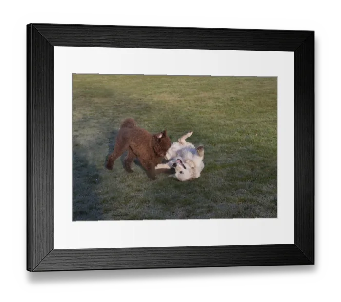 Framed Print : Domestic Dog, Golden Retriever, puppy, rolling over and playing with Poodle in parkland, England, february Framed Print : Domestic Dog, Golden Retriever, puppy, rolling over and playing with Poodle in parkland, England, february