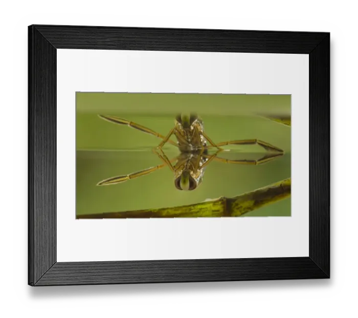 Framed Print : Common Water Boatman (Notonecta glauca) adult, at surface of water, Derbyshire, England, july