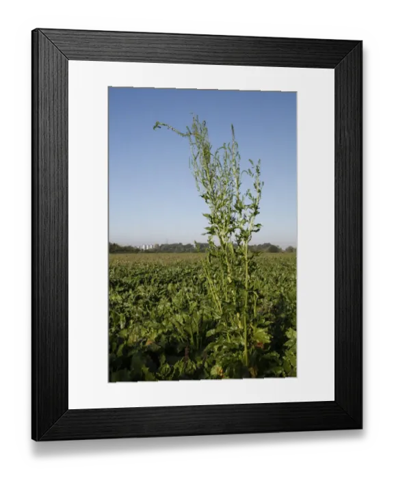 Framed Print : Sugar Beet (Beta vulgaris) crop, bolting and flowering in field, Mendlesham, Suffolk, England, october Framed Print : Sugar Beet (Beta vulgaris) crop, bolting and flowering in field, Mendlesham, Suffolk, England, october