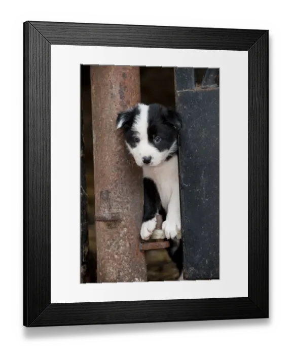 Framed Print : Domestic Dog, Collie sheepdog, puppy, looking out from pen on farm, England, june Framed Print : Domestic Dog, Collie sheepdog, puppy, looking out from pen on farm, England, june