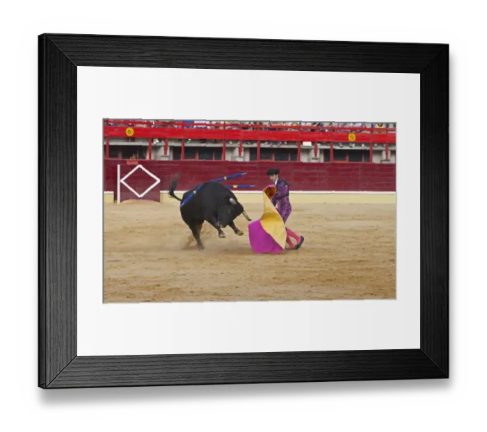 Framed Print : Bullfighting, Matador with cape, fighting bull impaled with banderillas in bullring, Medina del Campo, Valladolid, Castile-Leon, Northern Spain, september Framed Print : Bullfighting, Matador with cape, fighting bull impaled with banderillas in bullring, Medina del Campo, Valladolid, Castile-Leon, Northern Spain, september