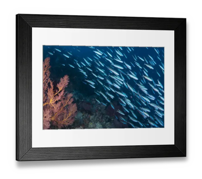 Framed Print : Bluestreak Fusilier (Pterocaesio tile) adults, shoal swimming in reef habitat, Gunung Api, Banda Sea, Indonesia