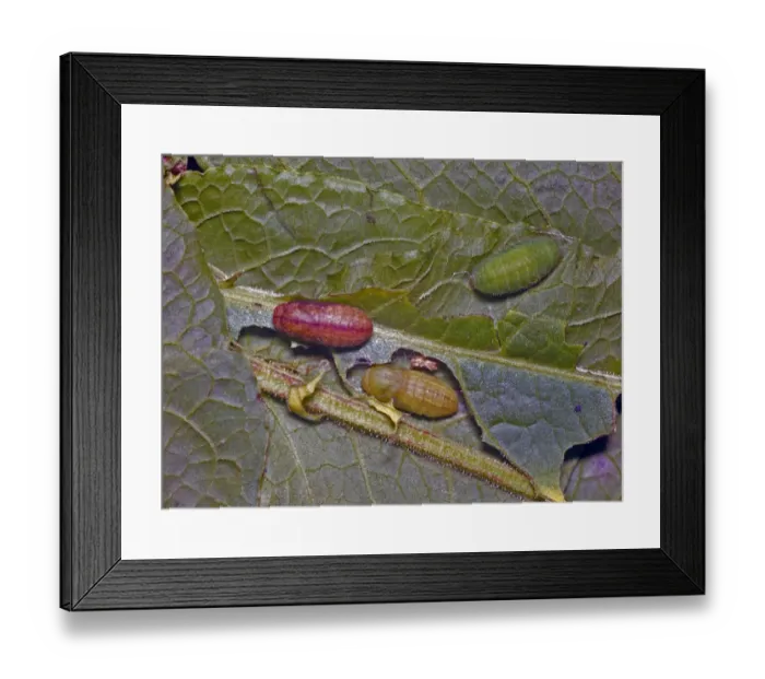 Framed Print : Small Copper (Lycaena phlaeas) - larva and pupa Framed Print : Small Copper (Lycaena phlaeas) - larva and pupa