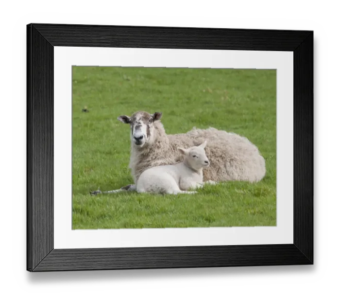 Framed Print : Domestic Sheep, Mule ewe with Texel cross lamb, resting in pasture, Chipping, Lancashire, England, april Framed Print : Domestic Sheep, Mule ewe with Texel cross lamb, resting in pasture, Chipping, Lancashire, England, april