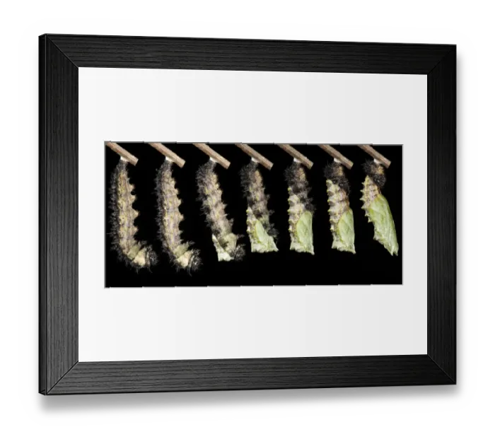 Framed Print : Small Tortoiseshell (Aglais urticae) metamorphosis sequence of larva changing into pupa, august (composite image)
