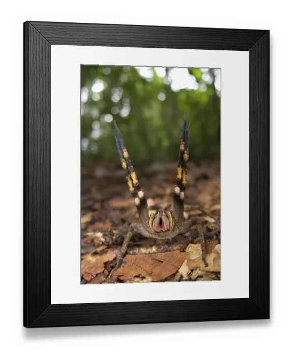 Framed Print : Peruvian Wandering Spider (Phoneutria reidyi) adult female, in warning posture towards photographer, Los Amigos Biological Station, Madre de Dios, Amazonia, Peru