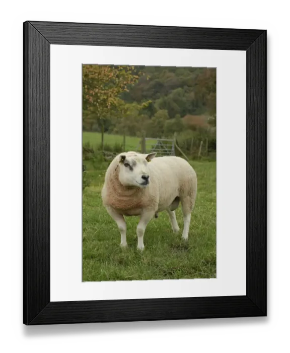 Framed Print : Domestic Sheep, Texel ram, with ear tags, standing in pasture, Anglesey, Wales, october Framed Print : Domestic Sheep, Texel ram, with ear tags, standing in pasture, Anglesey, Wales, october