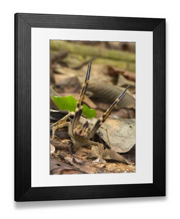 Framed Print : Peruvian Wandering Spider (Phoneutria reidyi) adult male, in warning posture towards photographer, Los Amigos Biological Station, Madre de Dios, Amazonia, Peru Framed Print : Peruvian Wandering Spider (Phoneutria reidyi) adult male, in warning posture towards photographer, Los Amigos Biological Station, Madre de Dios, Amazonia, Peru