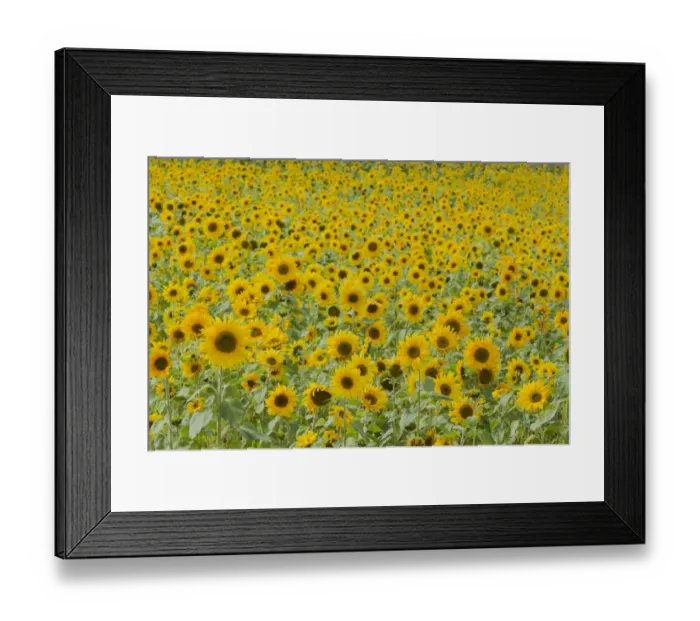 Framed Print : Sunflower (Helianthus annuus) crop, flowering in field, Essex, England, september Framed Print : Sunflower (Helianthus annuus) crop, flowering in field, Essex, England, september