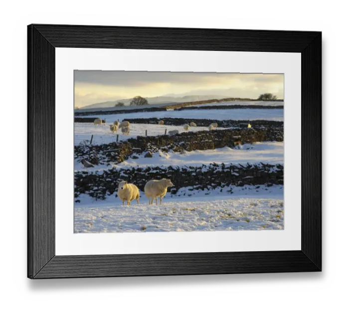 Framed Print : Domestic Sheep, flock, standing on snow covered pasture with drystone walls in late afternoon sunlight, Orton, Cumbria, England, november Framed Print : Domestic Sheep, flock, standing on snow covered pasture with drystone walls in late afternoon sunlight, Orton, Cumbria, England, november