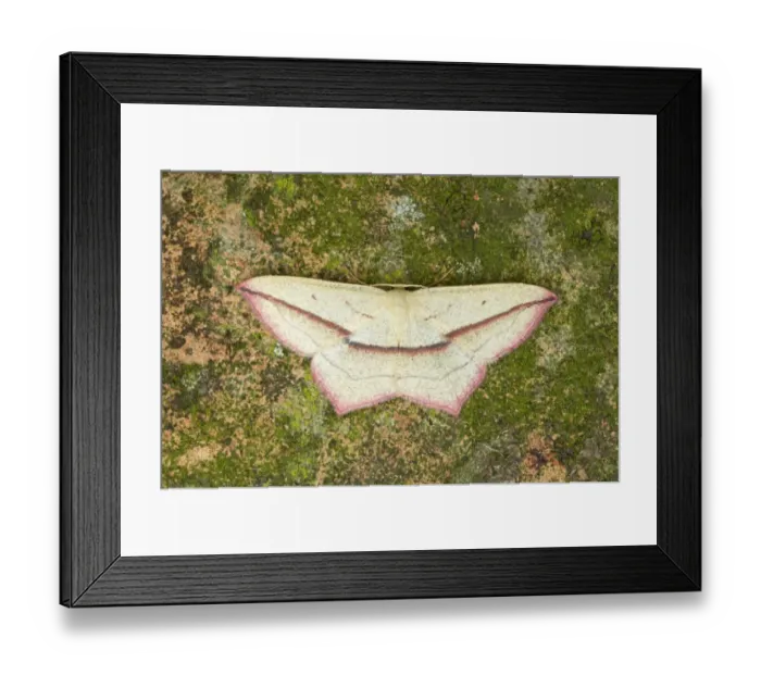 Framed Print : Blood-vein (Timandra comae) adult, Essex, England Framed Print : Blood-vein (Timandra comae) adult, Essex, England